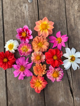Load image into Gallery viewer, Dahlia Tubers - Assorted Colors (Packs of 1 to 20)