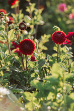 Load image into Gallery viewer, Maroon Dahlia Tubers - Packs of 1 to 20