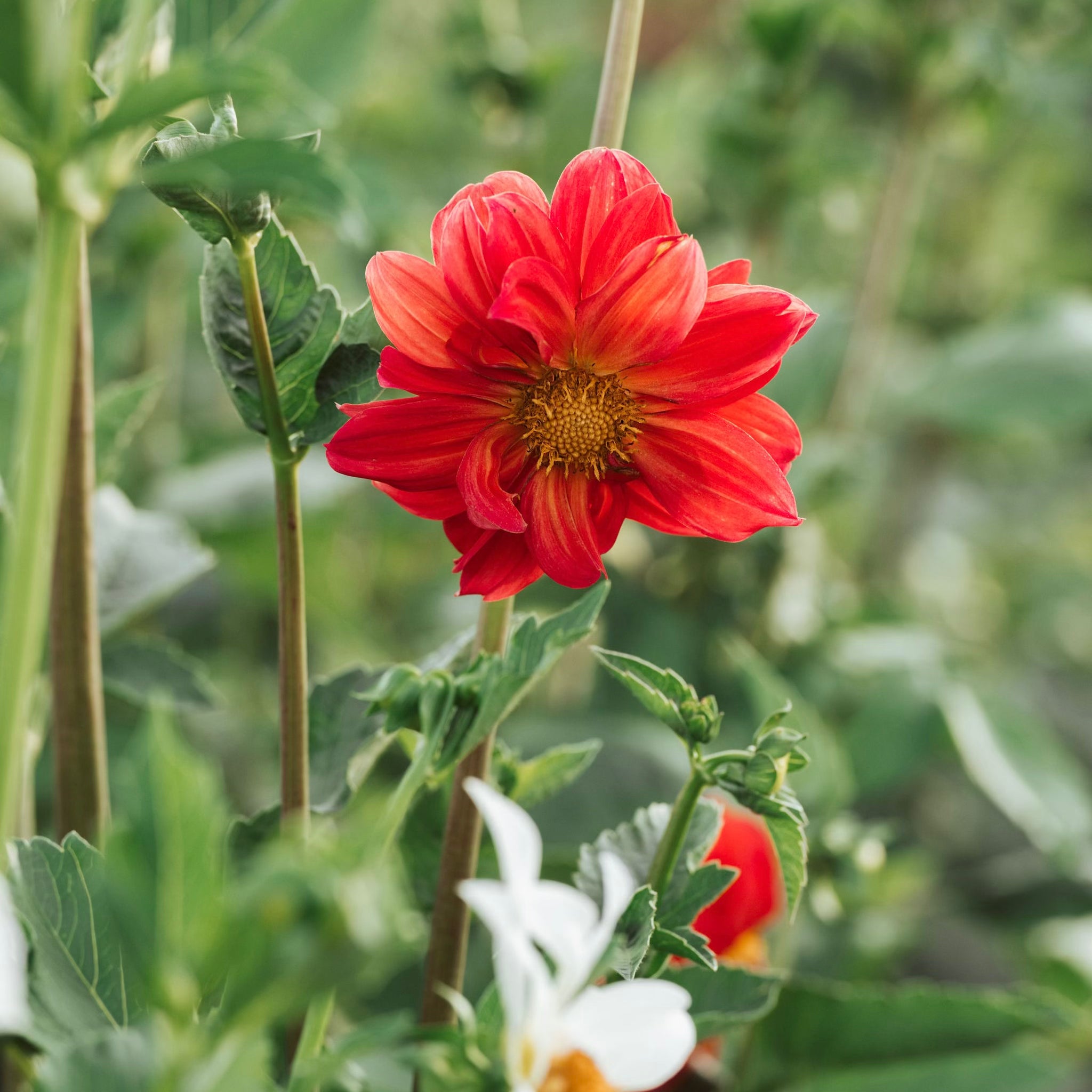 Red Dahlia Tubers: Packs 1-20 | Westfield Flower Co.