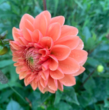 Load image into Gallery viewer, Dahlia Tubers - Assorted Colors (Packs of 1 to 20)