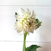 Load image into Gallery viewer, Dahlias by the Box - White