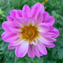 Load image into Gallery viewer, Dahlias by the Box - Purple