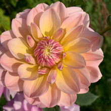 Load image into Gallery viewer, Dahlias by the Box - Pink