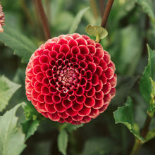 Load image into Gallery viewer, Dahlias by the Box - Maroon