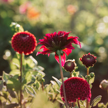 Load image into Gallery viewer, Dahlias by the Box - Maroon