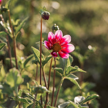Load image into Gallery viewer, Dahlias by the Box - Pink