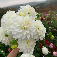 Load image into Gallery viewer, Dahlias by the Box - White