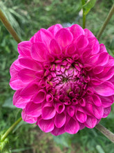 Load image into Gallery viewer, Raspberry Dahlia Tubers - Packs of 1 to 20