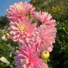Load image into Gallery viewer, Dahlias by the Box - Pink
