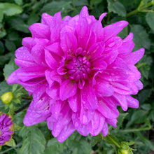 Load image into Gallery viewer, Dahlias by the Box - Pink