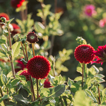 Load image into Gallery viewer, Dahlia Tubers - Assorted Colors (Packs of 1 to 20)