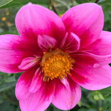 Load image into Gallery viewer, Raspberry Dahlia Tubers - Packs of 1 to 20