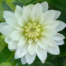 Load image into Gallery viewer, Dahlia Tubers - Assorted Colors (Packs of 1 to 20)