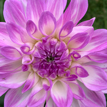 Load image into Gallery viewer, Dahlias by the Box - Purple