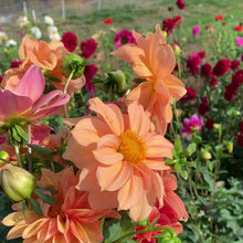 Load and play video in Gallery viewer, Dahlias by the Box - Peach
