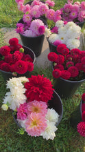 Load and play video in Gallery viewer, Dahlia Tubers - Assorted Colors (Packs of 1 to 20)