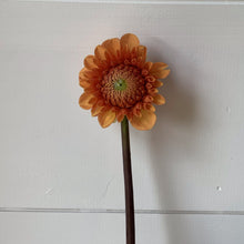 Load image into Gallery viewer, Fresh Dahlia Market Bouquet