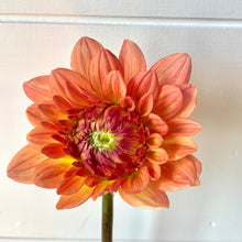 Load image into Gallery viewer, Fresh Dahlia Market Bouquet