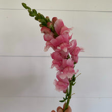 Load image into Gallery viewer, Snapdragon Bouquet - Farmer&#39;s Choice

