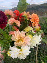 Load image into Gallery viewer, Dahlias by the Box - Farmer&#39;s Favorite Picks
