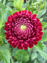 Load image into Gallery viewer, Dahlia Subscription - Farmer&#39;s Choice
