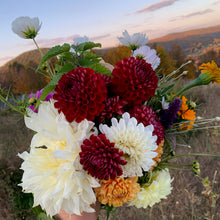 Load image into Gallery viewer, Dahlias by the Box - Farmer&#39;s Favorite Picks
