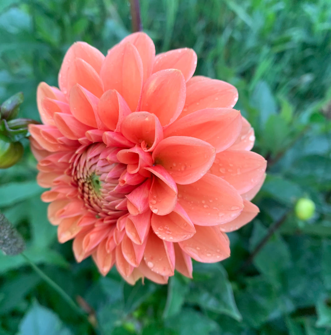 Dahlias by the Box - Coral