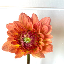 Load image into Gallery viewer, Dahlias by the Box - Peach
