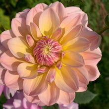 Load image into Gallery viewer, Dahlias by the Box - Pink
