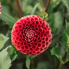 Load image into Gallery viewer, Dahlias by the Box - Maroon
