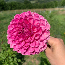 Load image into Gallery viewer, Dahlias by the Box - Pink
