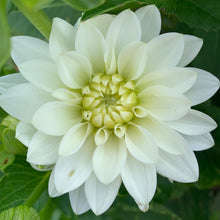 Load image into Gallery viewer, Dahlias by the Box - White
