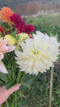 Load and play video in Gallery viewer, Dahlias by the Box - Farmer&#39;s Favorite Picks
