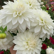 Load and play video in Gallery viewer, Dahlias by the Box - White
